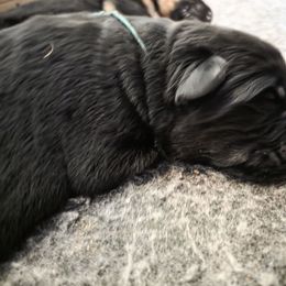 Green ribbon - Black male German Shepherd puppy in Lyndonville, New York from Steinholtz German Shepherds