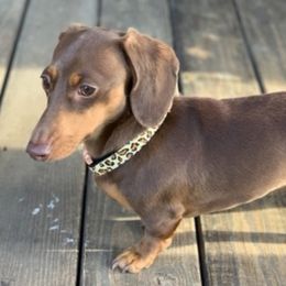 Dachshunds from JB's Farm