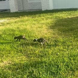 Italian Greyhound Puppies from Fisher Link