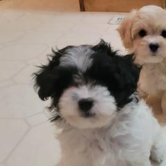 Toodles - Black and white female Shichon puppy in Kettle Falls, Washington from Smallstar Puppys