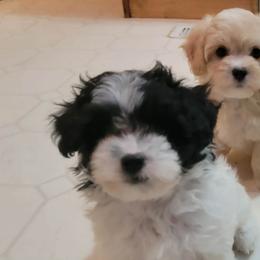 Toodles - Black and white female Shichon puppy in Kettle Falls, Washington from Smallstar Puppys