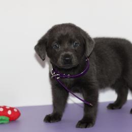 Bracelet - Black female Labrador Retriever puppy in Morrilton, Arkansas from Ancient Dogges Performance Dogs