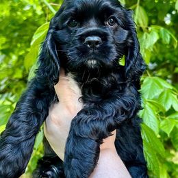 Cocker Spaniel Puppies from Mable meadows Cockers