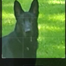 Hunter - German Shepherd