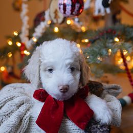 Aussiedoodle and Australian Mountain Doodle Puppies from Farmstead Doodles
