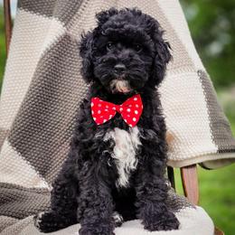 Fred - Black male Goldendoodle puppy in Cleveland, Tennessee from Edgewater Doodles & Designer Pups