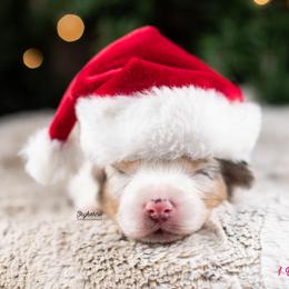 Fauna - Blue merle female Australian Shepherd puppy in Woodford, Virginia from Skyborne Australian Shepherds