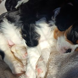 Cavalier King Charles Spaniel Puppies from Phoenix Rose Cavalier King Charles