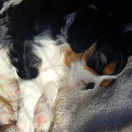 Cavalier King Charles Spaniel Puppies from Phoenix Rose Cavalier King Charles