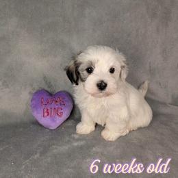 Cupid - Black and white female Havanese puppy in Decatur, Alabama from LaBeouf Havanese’s