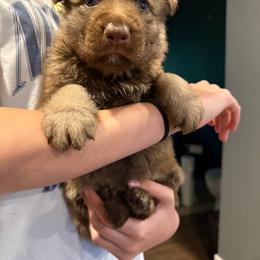 Grey Boy - Liver male German Shepherd puppy in Tipp City, Ohio from Urekar Haus