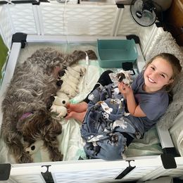 Wirehaired Pointing Griffon Puppies from Twenty-Mile Griffons