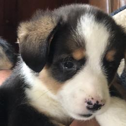 Girl 2 - Black and tan Pembroke Welsh Corgi puppy in Waynesboro, Virginia from River Ridge Corgis