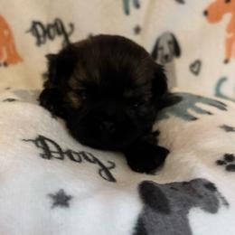 Chai - Brindle male Shih Tzu puppy in Bluffton, South Carolina from Cuddly Coastal Cuties