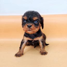 Boy 5 - Black and tan male Cavalier King Charles Spaniel puppy in Pennsylvania from Breezy Valley Siberians
