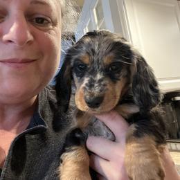 Dachshund Puppies from Miniature Dreams Dachshunds