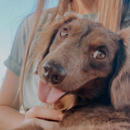 Matilda - Dachshund