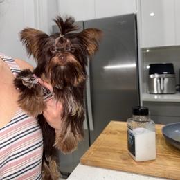 Lula lay - Chocolate, tan and white female Yorkshire Terrier puppy in Fort Myers, Florida from Katherine’s Yorkies and Poodles