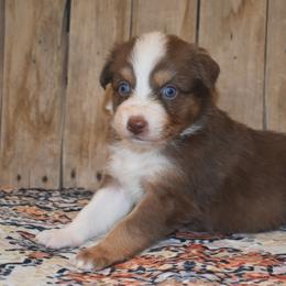 HOPE - Red tri-color female Australian Shepherd puppy in San Tan Valley, Arizona from Mott Ranch - Blazin' Sun Aussies
