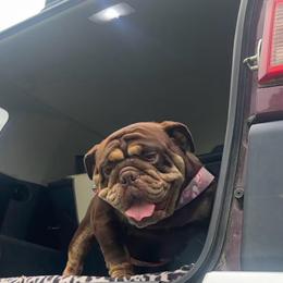 Mocha - Bulldog