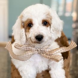 Maple - Parti female Goldendoodle puppy in Farmington, Utah from Happy Day Doodles