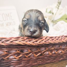 Honey 3500 - Cream female Dachshund puppy in Sylvania, Alabama from Yancey’s Doxies