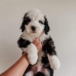 Trigg - Black and white male Sheepadoodle puppy in Wabash, Indiana from DOODCompany