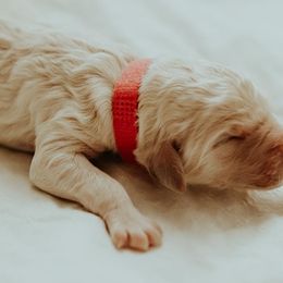 Girl 1 - Poodle puppy in Twin Falls, Idaho from Elysee Standard Poodles