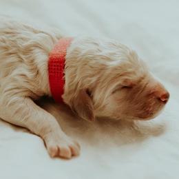 Girl 1 - Poodle puppy in Twin Falls, Idaho from Elysee Standard Poodles