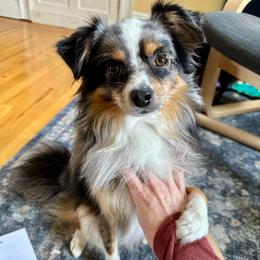 Strudel - Blue merle Toy Australian Shepherd puppy in Swampscott, Massachusetts from Tater Tails Toy Aussies