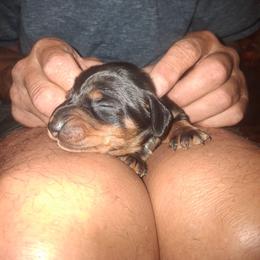 Fritz - Black and tan male Dachshund puppy in Paducah, Kentucky from Donette's Doxies