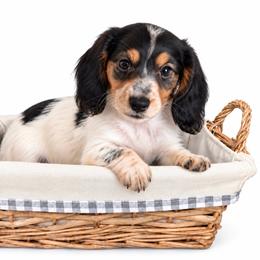 Hulk - Piebald male Dachshund puppy in Florida from Barkvenger Dachshunds