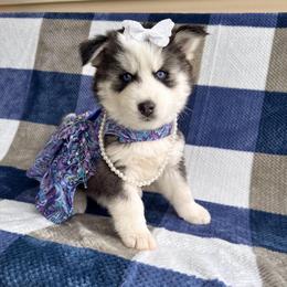 Rainy - Black and white female Pomsky puppy in Venus, Pennsylvania from Hemlock Pines Pomsky