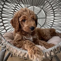 Bernedoodle and Goldendoodle Puppies from Dose of Doodles