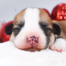 Boy 2 - Red male Pembroke Welsh Corgi puppy in San Antonio, Texas from Moxxi's Legacy Corgis