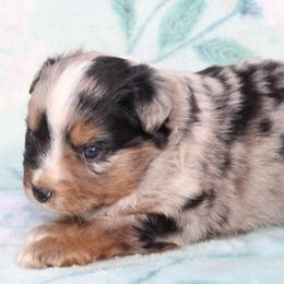 Male 1 - Blue merle male Toy Australian Shepherd puppy in Newnan, Georgia from Baker's Down South Aussies
