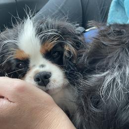 Cavalier King Charles Spaniel Puppies from Ohana Cavaliers