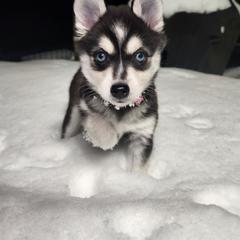 Alaskan Klee Kai and Labrador Retriever Puppies from Family Friendly Labradors & Klee Kai
