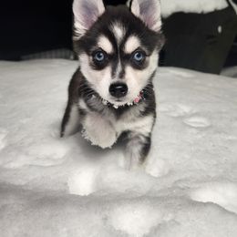 Alaskan Klee Kai and Labrador Retriever Puppies from Family Friendly Labradors & Klee Kai
