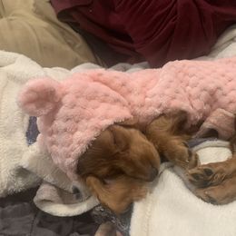 Dachshund Puppies from M & L Doxies