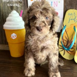 Leo - Merle male Labradoodle puppy in Paw Paw, Michigan from ProAct Canines