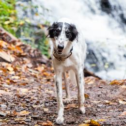 Silken Windhounds from Beloved Silken Windhounds