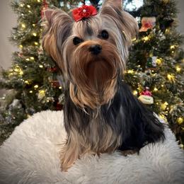 Tiana - Yorkshire Terrier