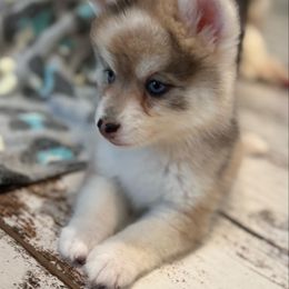 Wolverine - Merle male Pomsky puppy in Gunter, Texas from The Painted Pomsky