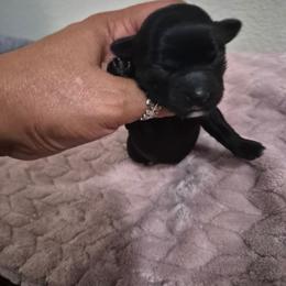 Nylah - Black and white female Havanese puppy in Richmond, Texas from Marcia Hamlet