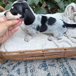 Black and cream piebald shorthair - Piebald male Dachshund puppy in Manteca, California from Sweet and Low Dachshunds
