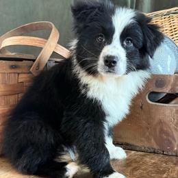 Zeppelin - Black & white male Australian Shepherd puppy in New Boston, New Hampshire from Painted Pup Australian Shepherds