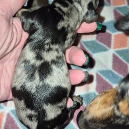 Chaos - Dapple male Dachshund puppy in Antlers, Oklahoma from MoMo's Dachshunds