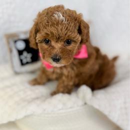Oink-Oink - Red  female Poodle puppy in Florida from Adorable Toy-Miniature Poodles