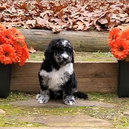 Hank - Merle male Bernedoodle puppy in Ball Ground, Georgia from Foothills Family Doodles